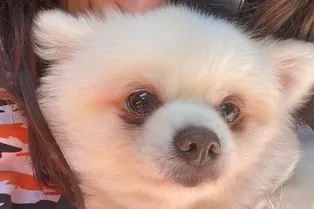 Хозяйка отдала парализованную собаку на мясную ферму. Она чудом избежала гибели