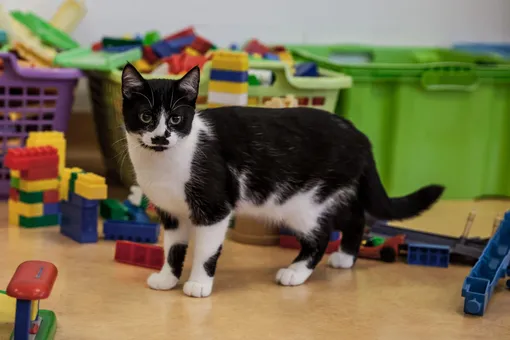 5 вещей, которые нужно проверить при покупке игрушек с рук или в секонд-хенде, и кот 5 вещей, которые нужно проверить при покупке игрушек с рук или в секонд-хенде, и кот