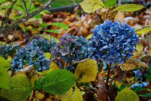 Мой секрет пышного цветения гортензий: две простые процедуры осенью