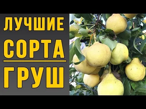 Нажми и смотри