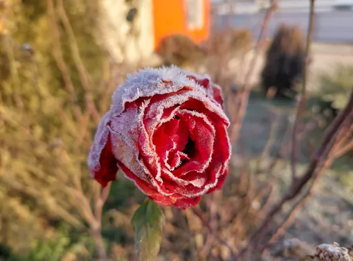 Лунный календарь садовода и огородника на неделю с 3 по 9 ноября 2025 года