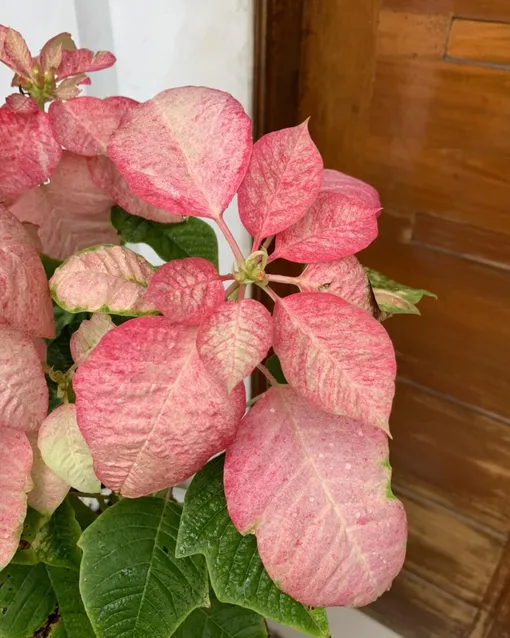 пуансеттия сумерки моне