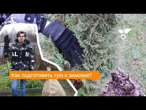 Нажми и смотри