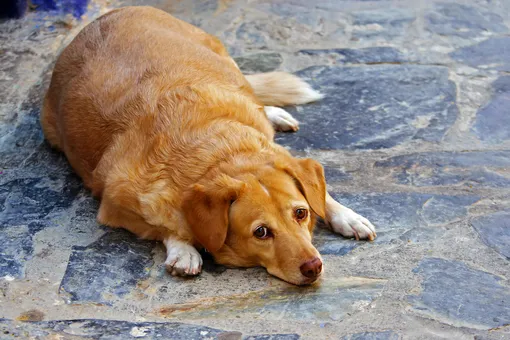 Об особенностях содержания животных одинокими людьми, о правильном питании кошек и собак, необходимости регулярной физической активности Об особенностях содержания животных одинокими людьми, о правильном питании кошек и собак, необходимости регулярной физической активности