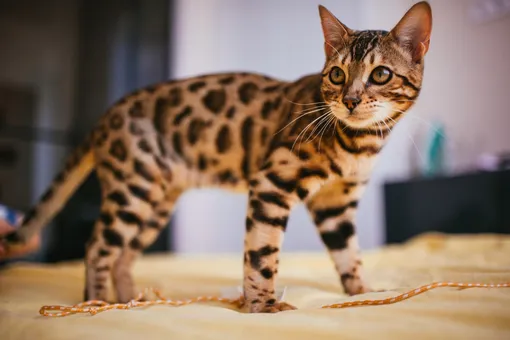 Бенгальская кошка. Домашний мини-леопард бенгальская кошка