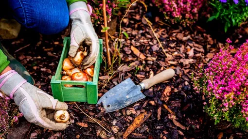 Посадка тюльпанов и нарциссов: 3 самые большие ошибки