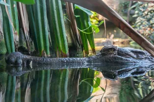 Отец года: самый заботливый крокодил и сотня его малышей попали на фото Отец года: самый заботливый крокодил и сотня его малышей попали на фото