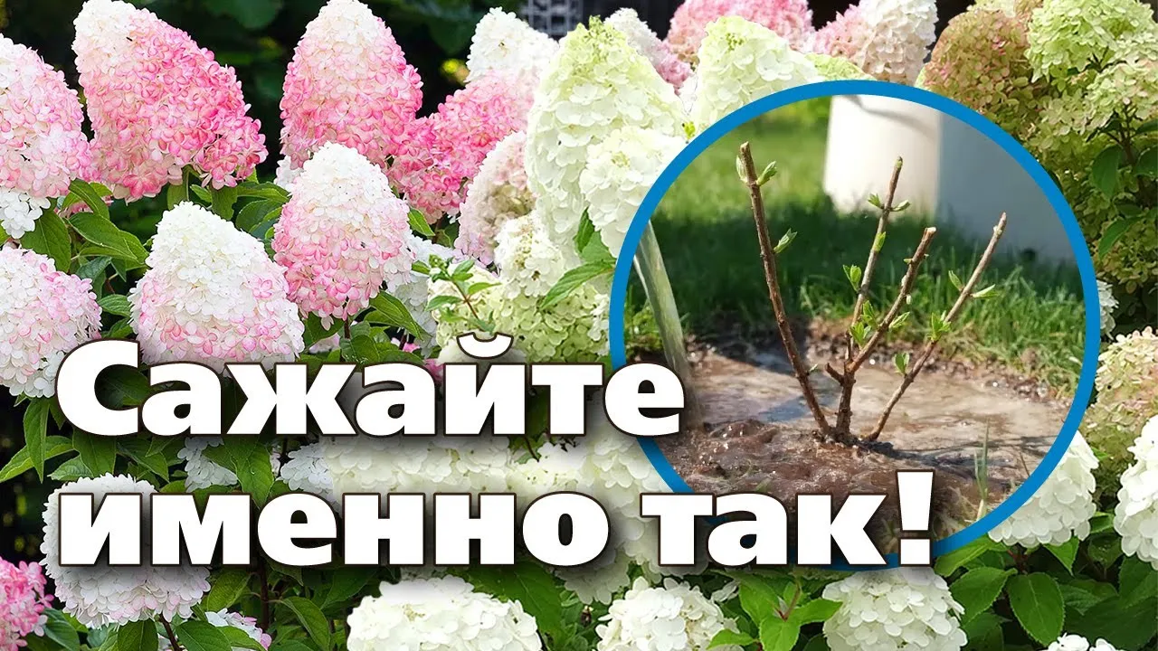 Нажми и смотри Нажми и смотри