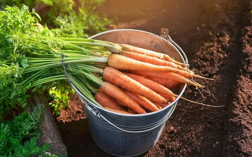 Как предотвратить растрескивание моркови