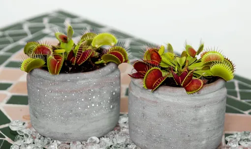 венерина мухоловка венерина мухоловка