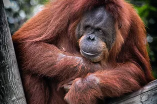 Самка орангутана, потерявшая малыша, растрогала кормящую женщину своей реакцией