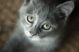 Дальнобойщик 17 часов вез раненого кота в клинику и собирается забрать его себе после ампутации лапы