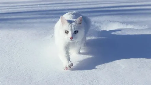 ангорская кошка ангорская кошка