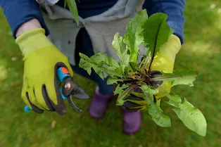 5 злостных сорняков, от которых нельзя избавиться за один сезон
