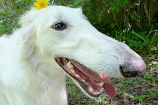 Русская борзая с необычно длинным носом удивила мир