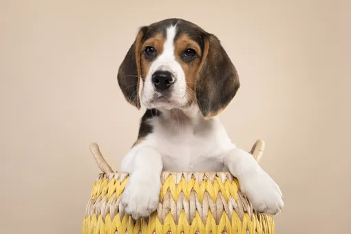 бигль порода бигль порода