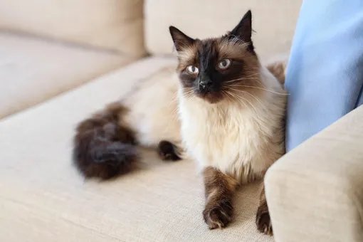 балинез фото