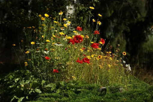 Даже срывать жалко! Три сорняка, которые станут украшением цветника Даже срывать жалко! Три сорняка, которые станут украшением цветника
