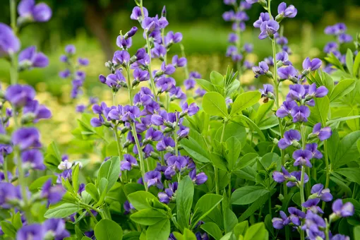 Баптизия южная