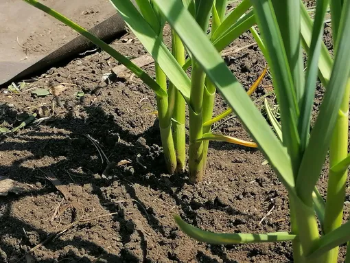 После чего сажать озимый чеснок