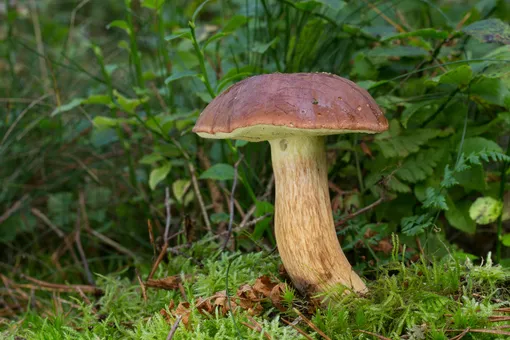 Польский гриб