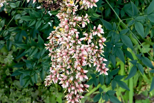 Нандина Ричмонд (Nandina domestica Richmond) Нандина Ричмонд (Nandina domestica Richmond)