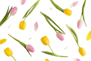 Тюльпаны в горшке: как выращивать в домашних условиях и на улице, как вырастить зимой