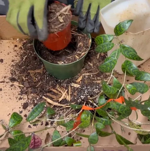 Как быстро пересадить комнатное растение