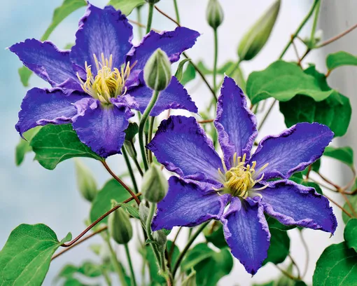 Подстригите клематисы Подстригите клематисы