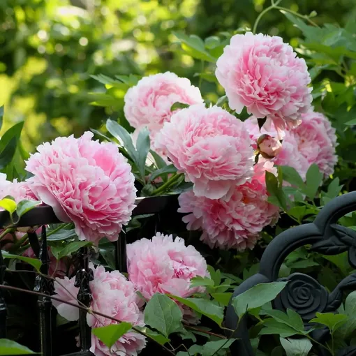 Пион «Сара Бернар» Пион «Сара Бернар»