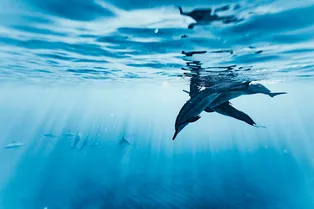 Похищенные дельфины впервые почувствовали вкус свободы