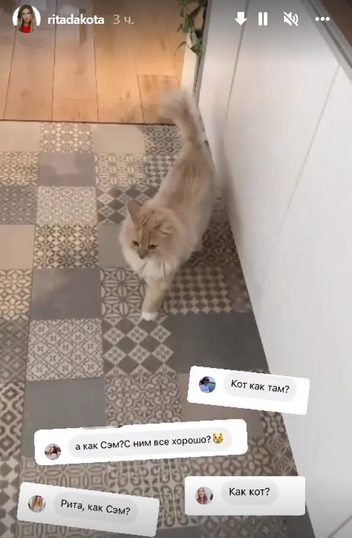 коты знаменитостей коты знаменитостей