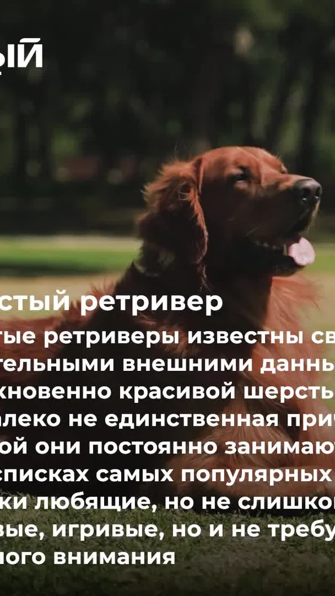 Нажми и смотри