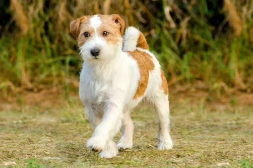 5 признаков того, что ваша собака здорова