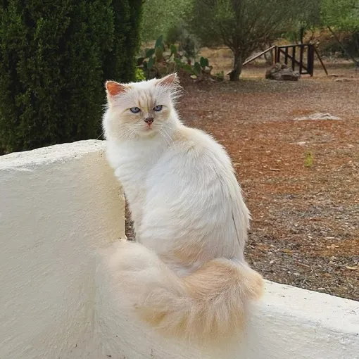 Шупетт Шупетт