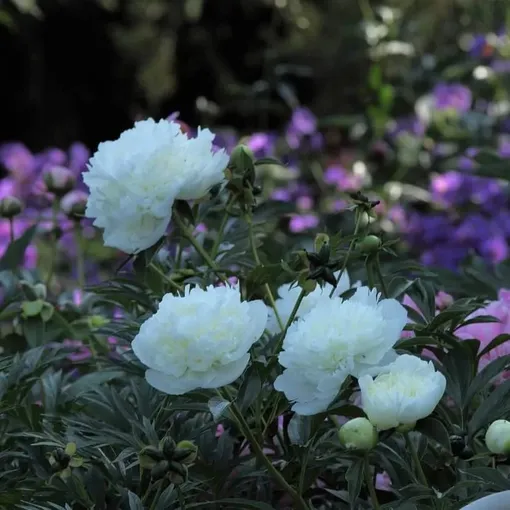 Пион «Дюшес де Немур» Пион «Дюшес де Немур»