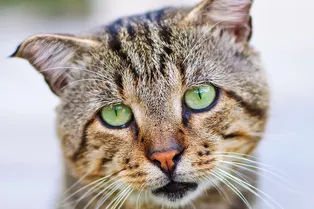 Жевал туалетную бумагу: кот выжил, проведя 52 дня взаперти в пустом доме Жевал туалетную бумагу: кот выжил, проведя 52 дня взаперти в пустом доме