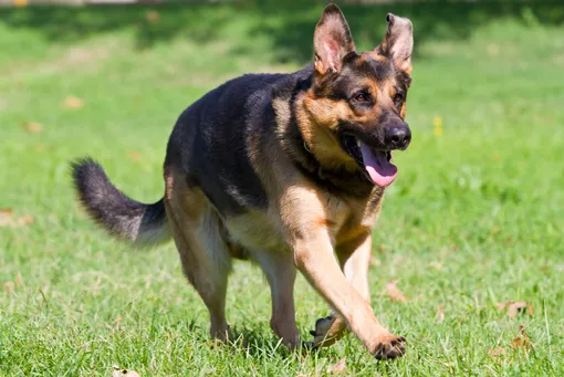 Немецкая овчарка Немецкая овчарка