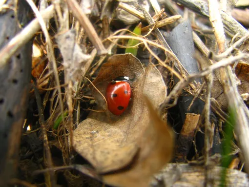 Соберите «тихие гнёзда» для зимующих насекомых