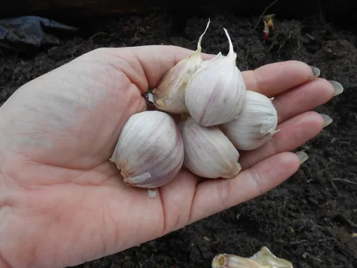 5 способов обработки чеснока перед посадкой на зиму