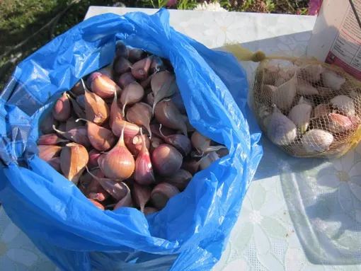 Многоуровневая обработка чеснока перед посадкой на зиму