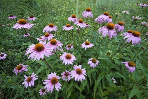 7 цветущих растений, обожающих песчаную почву