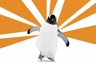 Пингвин устроил слежку за прохожим и так увлёкся, что его пришлось спасать