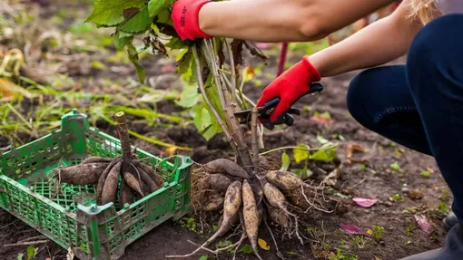 Когда выкапывать георгины осенью