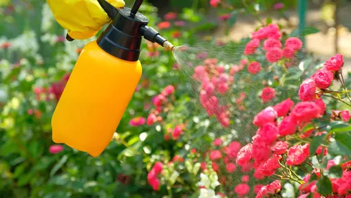 Домашнее опрыскивание больного куста роз на основе молока