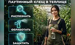 Паутинный клещ в теплице: как спасти урожай и остановить вредителя