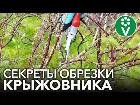 Нажми и смотри