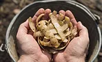 Как я удобрял огород картофельными очистками и что из этого вышло — личный опыт редактора Как я удобрял огород картофельными очистками и что из этого вышло — личный опыт редактора