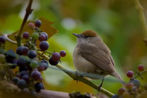 Какие птицы едят виноград и какой вред они наносят