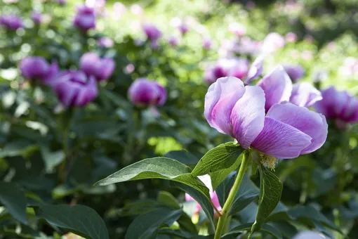 что означают цвета пионов